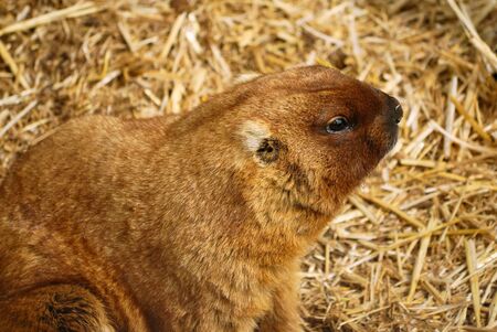 fluffy marmot on dry strawの写真素材