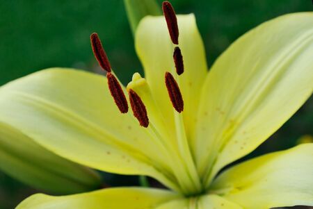 beautiful yellow flower lily. natureの写真素材