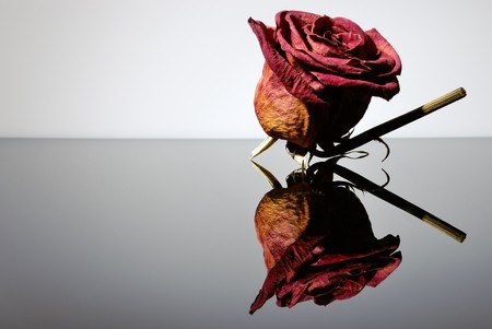 withered red rose. Beauty death flowerの写真素材