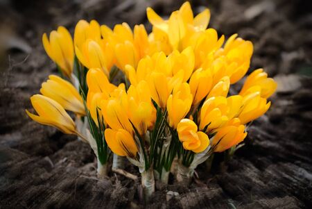 spring yellow crocus flower. natureの写真素材
