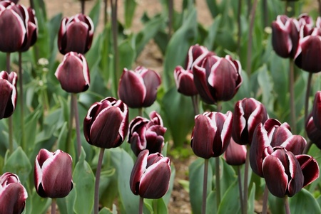 beautiful spring tulips in nature. Close upの写真素材
