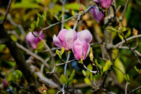 tulip tree in blossom. spring natureの写真素材