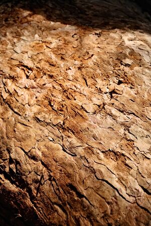 nature tree bark surface textureの写真素材