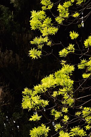 young spring leaves on treeの写真素材