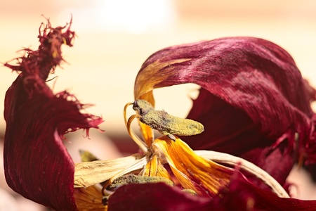 abstract stillife. dried red tulip