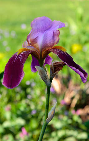 beautiful flower two-colored iris. closeup