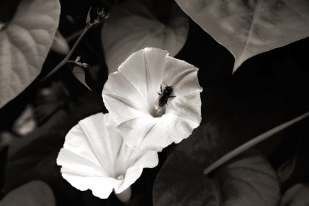 beautiful flower morning-glory. natureの写真素材