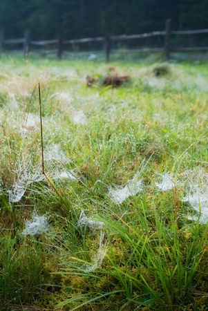 wet grass in morning dewの写真素材