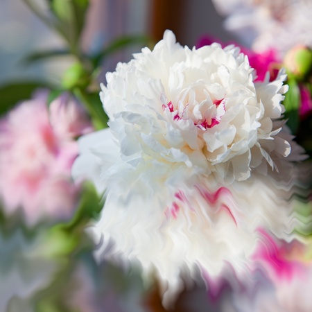 beautiful peonies flowerの写真素材