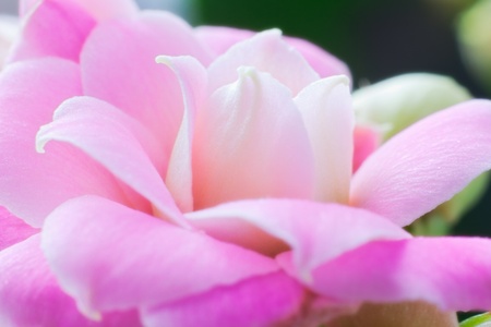 beautiful pink flower Succus Kalanchoes. Close-upの写真素材