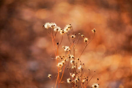 dry plant on abstract background. plants