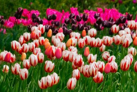 beautiful spring flower tulips. natureの写真素材