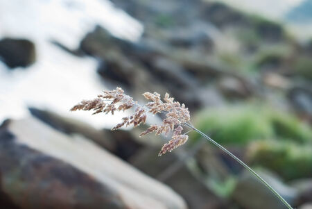 wet plant in morning dewの写真素材