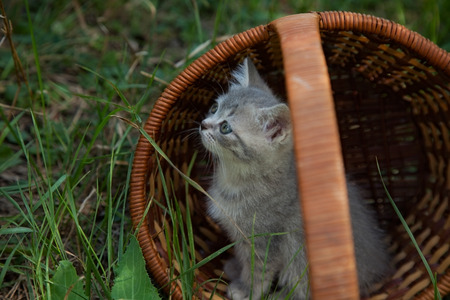 little kitten in basketの写真素材