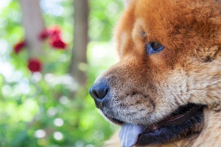 guard breed of dog chow-chow