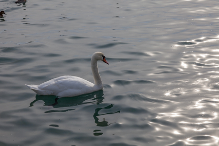 beautiful swan on the sea. wildlifeの写真素材