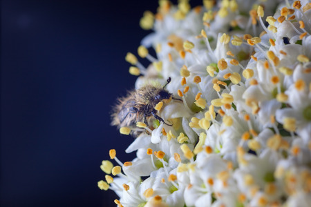 Maybug, Melolontha hippocastani on Viburnum opulusの写真素材
