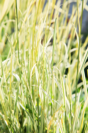 autumn dry grass. outdoor shot