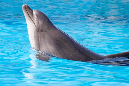 beautiful dolphin swims in the waterの写真素材