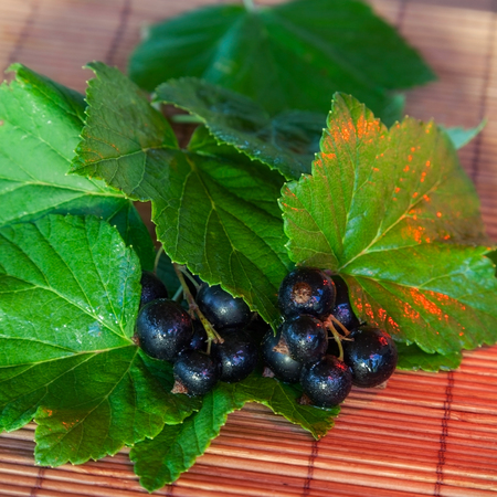black currant, ripe berries and green leaves on tableの写真素材
