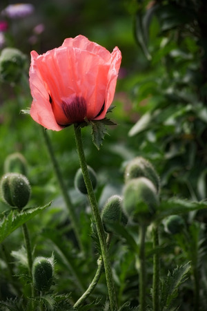 pink summer  flower papaver. outdoor shotの写真素材