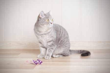gray tabby cat sitting on the floor next to the bow, and looks away.の写真素材