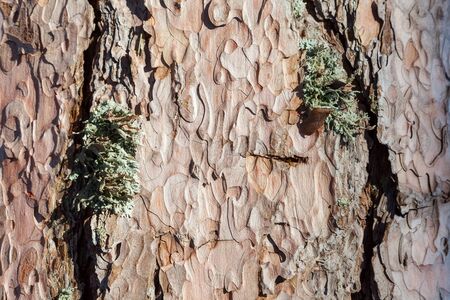 Pine tree bark texture, close-upの写真素材