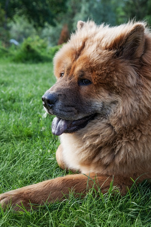 beautiful red dog chow lying on the grassの写真素材