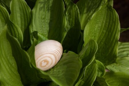 Easter egg in the leaves of the tree hosts. Close-up, outdoorsの写真素材