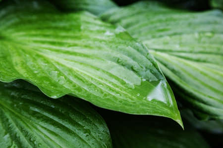 leaves of beautiful plant hosts with drops of rain. 