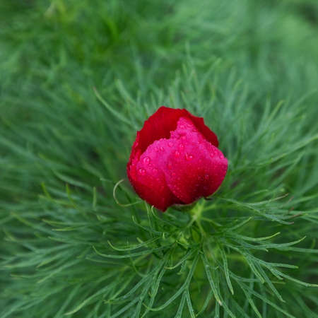 beautiful red peony with drops of rain. close-upの写真素材
