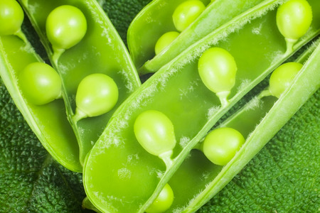 disclosed several pods of green peas on a green leaf textural. close-upの写真素材