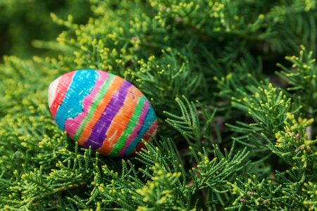 painted wooden egg in conifer branchesの写真素材
