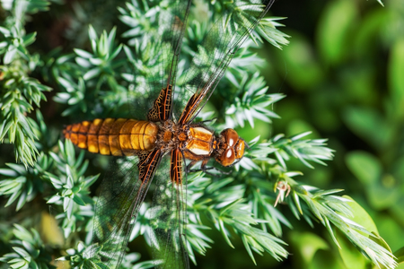 beautiful dragonfly on softwood branch. closeの写真素材