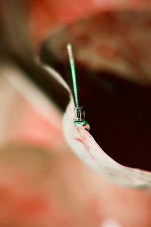 dragonfly in the leaves on the abstract backgroundの写真素材