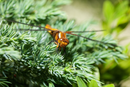 beautiful dragonfly on softwood branch. closeの写真素材