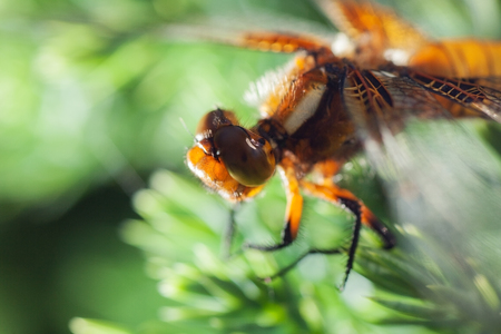 beautiful dragonfly on softwood branch. closeの写真素材