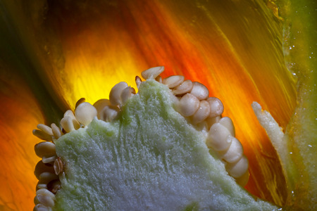 green bell pepper. macro abstractionの写真素材