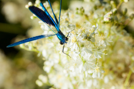 beautiful dragonfly on a flower. macroの写真素材