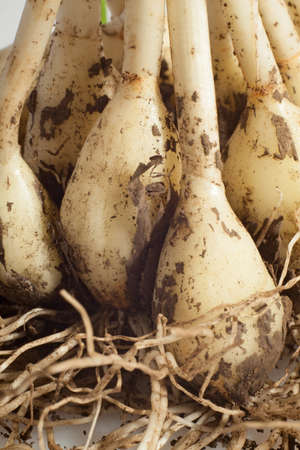dirty garlic in the ground. macroの写真素材