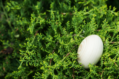 easter egg in plant. natureの写真素材