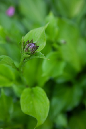 beautiful flower hosta. natureの写真素材