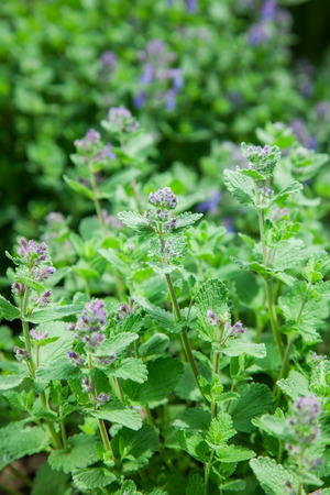 herb mint catnip. natureの写真素材