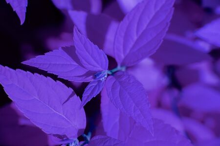 beautiful colored plant. natureの写真素材
