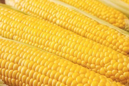 tasty corn cobs. food background