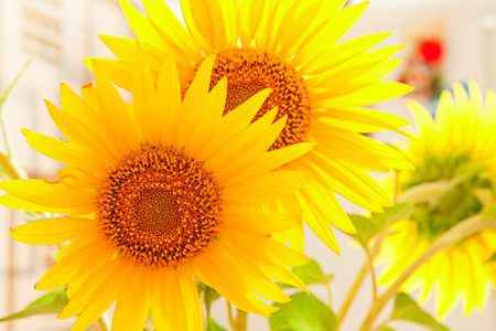 bouquet of vivid flower sunflowerの写真素材