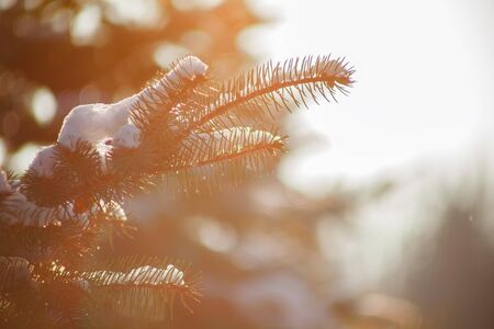 beautiful fir-tree in a snow-covered park. backgroundの写真素材