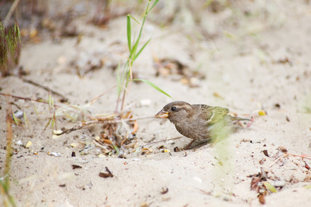 A curious sparrow hides in the sand among the grass. Close-upの写真素材