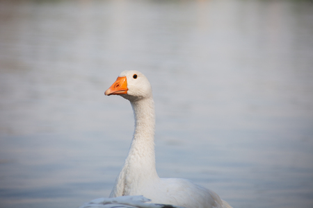white goose by the water. outdoorsの写真素材