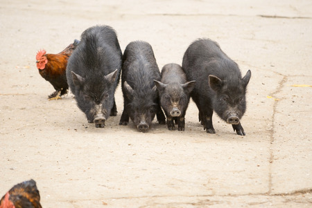 Vietnamese pigs on rural yard
